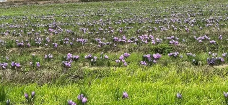 “TEKİRDAĞ TARIMININ YENİ GÖZDESİ: GRAMI ALTINLA YARIŞAN SAFRAN”