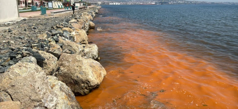 TEKİRDAĞ KIYILARINDAKİ RENK DEĞİŞİMİNİN SIRRI ÇÖZÜLDÜ: NEDENİ ALG PATLAMASI