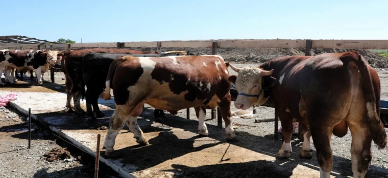 ÇERKEZKÖY’DE KURBAN KESİM KURALLARI VE YERLERİ AÇIKLANDI