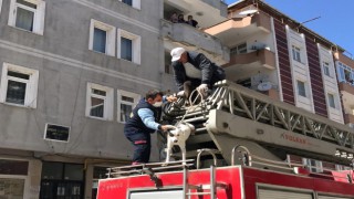 5 GÜNDÜR EVDE MAHSUR KALAN KÖPEK KURTARILDI