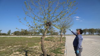 ÇETİN; "BAHARIN COŞKUSUNA AĞAÇLARIMIZ DA EŞLİK ETTİ"