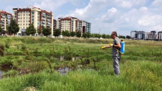 HAŞERELERE KARŞI İLAÇLAMA ÇALIŞMALARI SÜRÜYOR