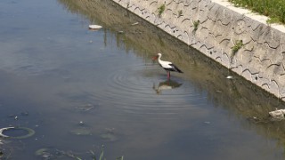 LEYLEK ÇERKEZKÖY’DE DEREYE İNİP KURBAĞA AVLADI