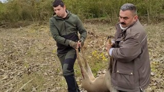 AVCILAR YARALI KARACAYI KURTARDI