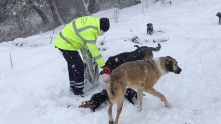 BÜYÜKŞEHİR, SOKAK HAYVANLARINI UNUTMADI
