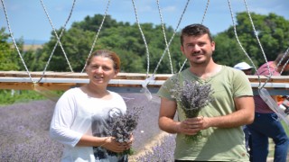 TARLALARIN MOR BEREKETİ LAVANTALAR HASAT EDİLDİ