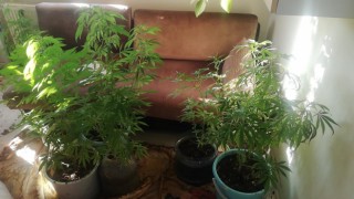 ÇERKEZKÖY’DE SAKSIDA HİNT KENEVİRİ YETİŞTİRMİŞLER