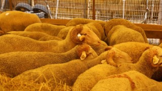 KURBAN SATIŞ VE KESİM YERİ’NDE ÇADIRLAR KURULMAYA BAŞLANDI