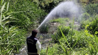 LARVA VE UÇKUN İLE MÜCADELE SÜRÜYOR