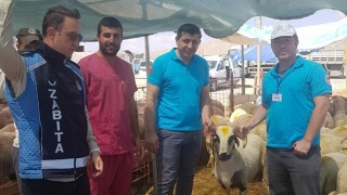 KURBAN KESİM YERLERİ KONTROL EDİLDİ