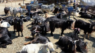 KURBANLIK HAYVAN SATIŞ VE KESİM YERİNDE BAYRAM HAREKETLİLİĞİ