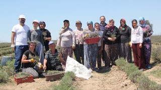 LAVANTA ÜRETİCİLERİ HASATTAN MEMNUN