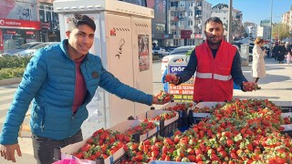 ORGANİK ÇİLEK YOĞUN İLGİ GÖRÜYOR