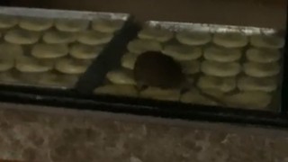 SİMİT FIRININDA BESLENEN FARE KAMERADA