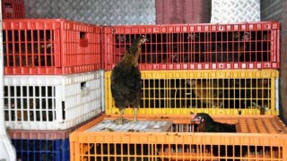 ÇERKEZKÖY'DE 2 BİN TAVUK DAĞITILDI