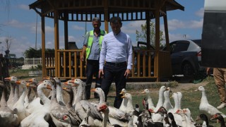 KAZAK GÖLÜ’NE ÖRDEK VE KAZ BIRAKILDI