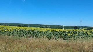 AYÇİÇEK, DEKARBAŞI 180 LİRADAN BİÇİLECEK