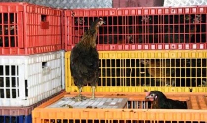 ÇERKEZKÖY ZİRAAT ODASINDAN AŞILI VE SAĞLIKLI TAVUK!