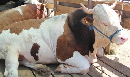 950 KİLOGRAMLIK AĞIRLIĞI İLE ‘PAŞA’ PAZARIN GÖZDESİ