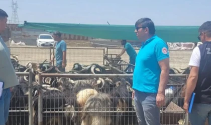 KURBAN DENETİMLERİ SÜRÜYOR
