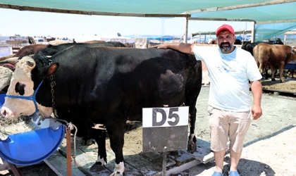 PAZARDA KURBANLIK SATIŞLARI SÜRÜYOR