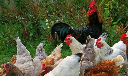 ZİRAAT ODASI’NDAN UYGUN FİYATLI KÖY TAVUĞU