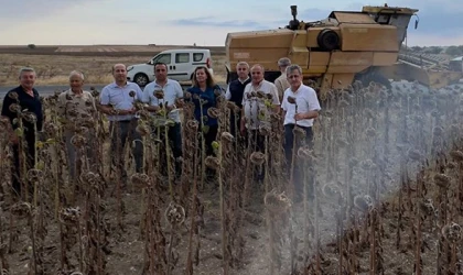 KURAKLIK VE AŞIRI SICAKLARIN ETKİLEDİĞİ AYÇİÇEĞİ ÜRETİM ALANLARI İNCELENDİ