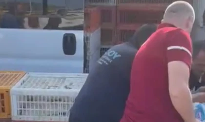 50 ÜRETİCİYE 550 TAVUK DAĞITILDI