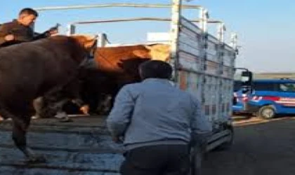 TEKİRDAĞ’A KAÇAK YOLLARLA GETİRİLEN 15 BÜYÜKBAŞ HAYVAN İMHA EDİLDİ, SAHİPLERİNE 130 BİN LİRA CEZA VERİLDİ