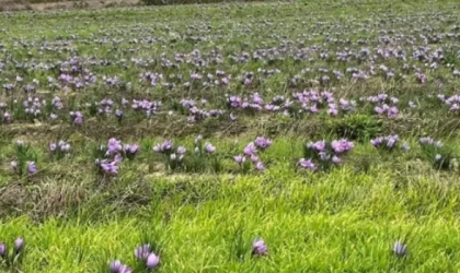 “TEKİRDAĞ TARIMININ YENİ GÖZDESİ: GRAMI ALTINLA YARIŞAN SAFRAN”