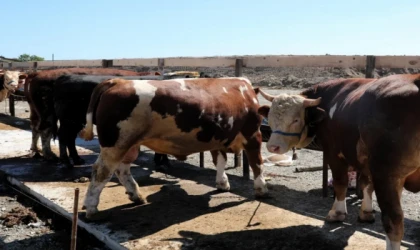 ÇERKEZKÖY’DE KURBAN KESİM KURALLARI VE YERLERİ AÇIKLANDI