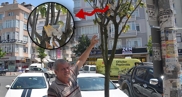 KUŞLAR İÇİN AĞACA YUVA YAPTI