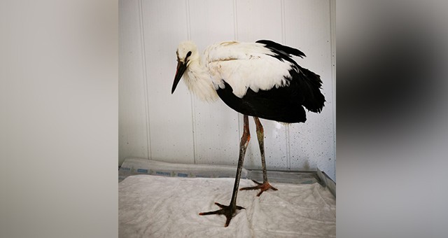 YARALI LEYLEK TEDAVİ EDİLDİ